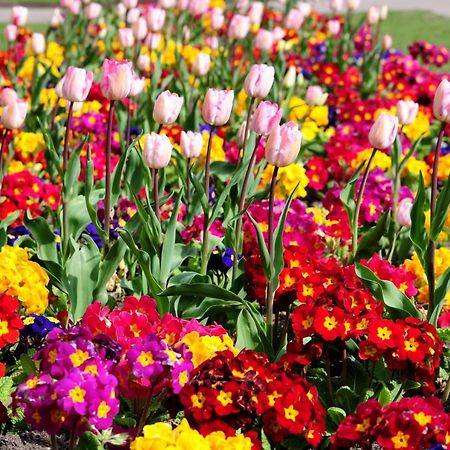 Gabala Garden Hostel 외부 사진